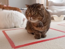 どうしよう、結界から出られなくなっちゃった！ 勘違いする猫さんが可愛い