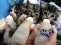 天使だわ〜♡ 哺乳瓶を抱えてミルクを飲む子猫兄弟。