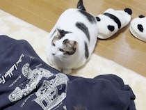 飼い主さんを踏まないように気遣ってた猫、だんだんとエキサイトして…