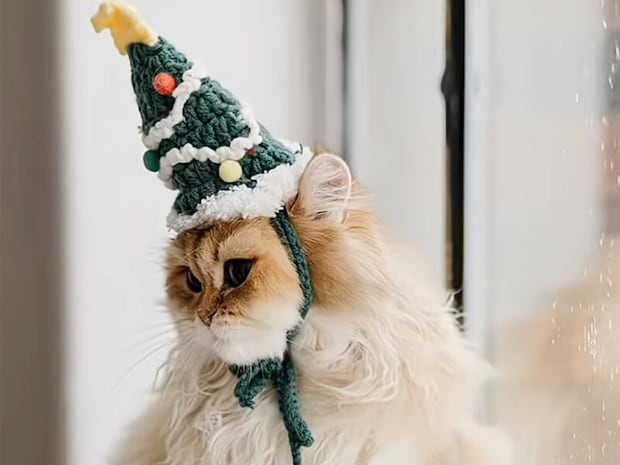 クリスマス衣装で撮影会、動き回る子猫が全部かわいい!
