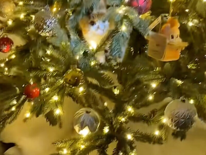 クリスマスツリーに紛れ込んだ、最高に可愛いモフモフのオーナメント