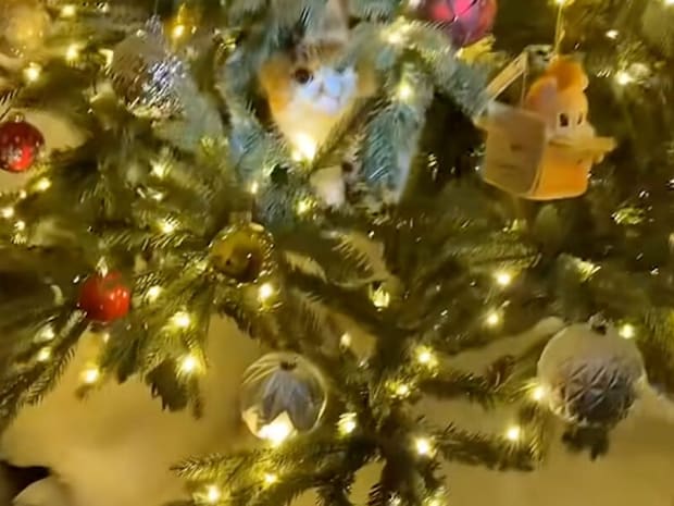 クリスマスツリーに紛れ込んだ、最高に可愛いモフモフのオーナメント?