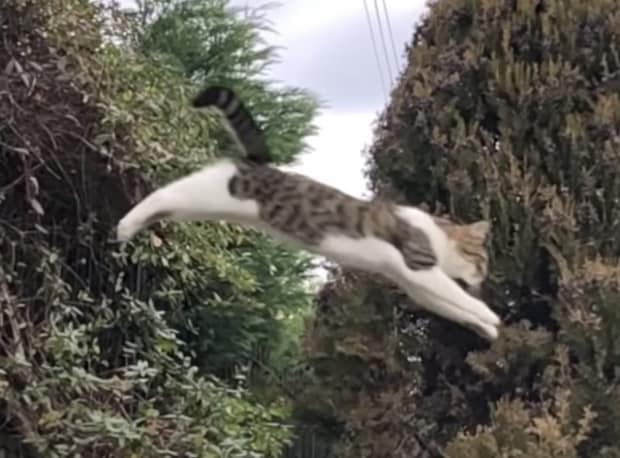 かっこいい〜！跳んで、走る！猫さんたちのパルクール。