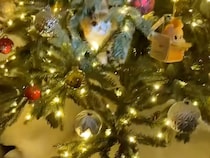 クリスマスツリーに紛れ込んだ、最高に可愛いモフモフのオーナメント？