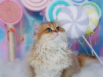 巨大キャンディとふわふわ雲の床、メルヘン空間を歩く猫さんが可愛すぎる