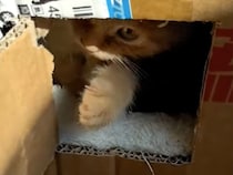 ダンボールの小窓を開けたら即反撃！ 秘密基地を見られたくない子猫さん