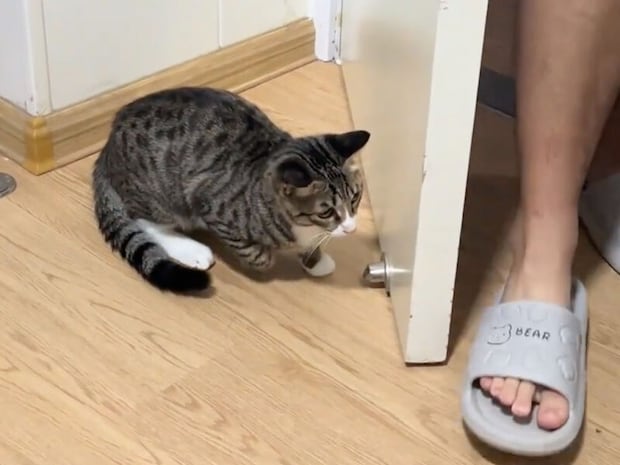 気づいていても引っかかる、猫さんの本気すぎる待ち伏せ攻撃！