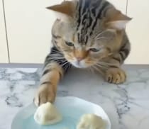 「だって食べたいの！」人間の食べ物を狙う猫さんたち。