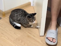 気づいていても引っかかる、猫さんの本気すぎる待ち伏せ攻撃！