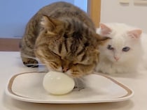 「美味しいおもちゃ」だと思ってる!? こっそり卵を盗んじゃう猫さん