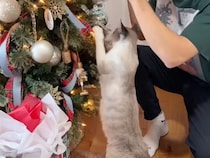 ツリーもプレゼントも準備が進まない！ 猫監査が厳しすぎる