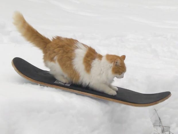 アウトドア派な猫さん、スノースケーターになって銀世界を駆け回る!