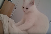 猫「朝ですニャ」優しく起こしてくれるのかと思ったら、一緒に二度寝したくなった！