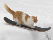 アウトドア派な猫さん、スノースケーターになって銀世界を駆け回る！