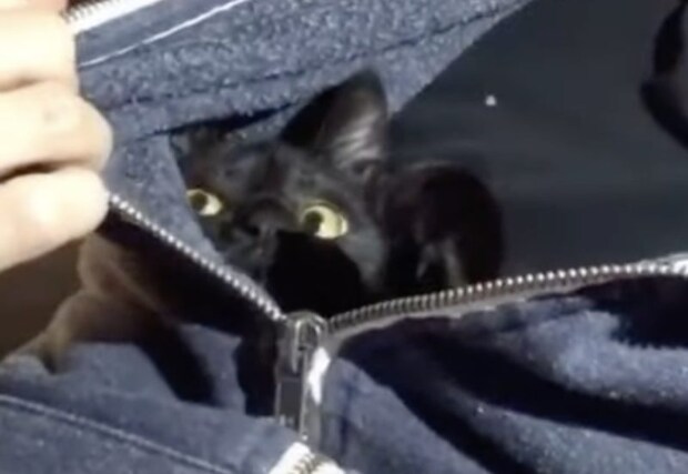 パーカーの中に潜り込む黒猫さん。 ずーっとこの中で寝ていたい!