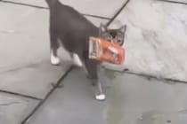 猫「盗ってにゃいよ？拾ったんだよ。」どこからかおやつを持って帰宅