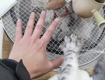 あ〜、寒い！冷えるニャ！ 炭火で暖をとるヒトと猫。