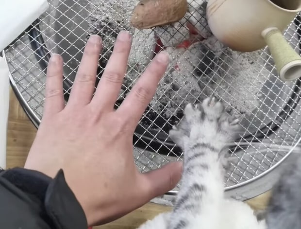 あ〜、寒い！冷えるニャ！ 炭火で暖をとるヒトと猫。