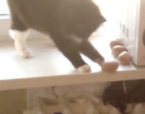 「まずは鍋にジャガイモを入れて…」キッチンで突然料理を始める猫