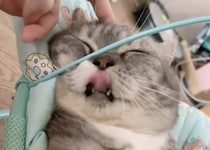 ものすっごく気持ちよさそう♡ ムニャムニャ眠る猫さん