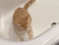 大掃除を手伝う子猫の姿が70万回再生！ 浴室から聞こえるキュッキュッ音が可愛い♡