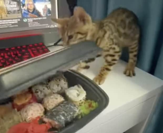子猫「さぁ、ゴハンの時間だにゃ！」勝手にお弁当のフタを開けちゃって…