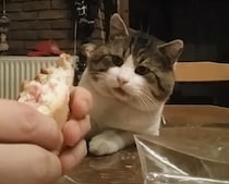 猫「あぁ〜美味しそう…」食べたい気持ちが顔に出ちゃってる！