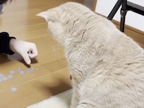 「で、何なん？」と思いつつも、謎の遊びを見守る猫さん