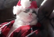 クリスマス？ それよりもお昼寝していたい猫さん
