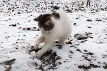 初めての雪！ 寒さより好奇心が勝って大はしゃぎの子猫さん