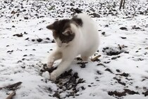 初めての雪！ 寒さより好奇心が勝って大はしゃぎの子猫さん