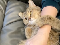 もうすぐママになる猫さん、「今のうちだニャ」たくさん飼い主さんに甘えたい！