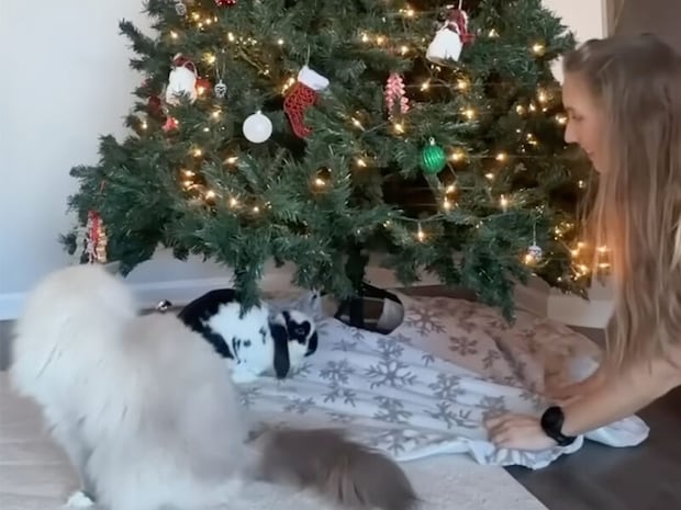 クリスマスツリーの下が楽園に！ 猫さんもふわふわトンネルで大興奮