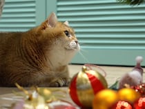 ひとつずつ確認中、ツリー飾りに真剣すぎる猫さんが可愛い