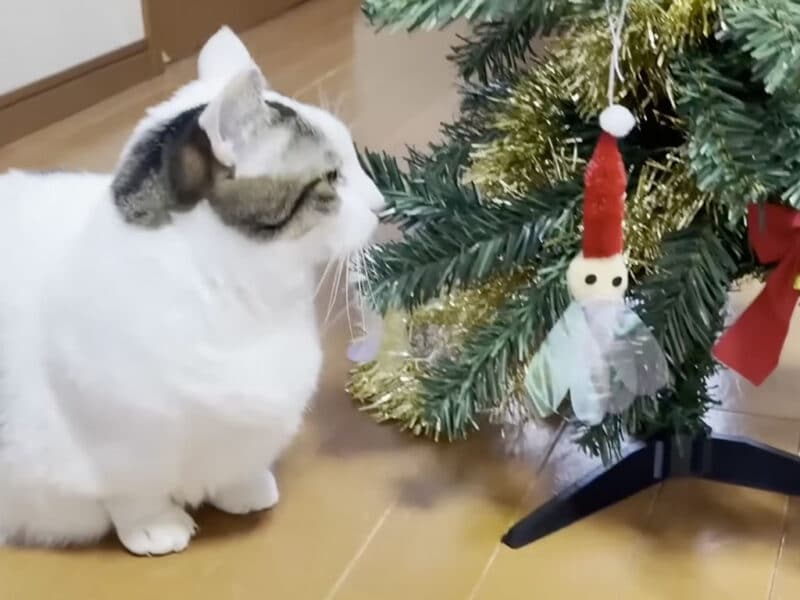 猫に狙われ続けるクリスマスツリー、今年は最後まで立っていられるかな