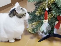 猫に狙われ続けるクリスマスツリー、今年は最後まで立っていられるかな？