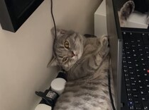 猫「狭いけど暖かいにゃ」強引にパソコンを押しのけて…