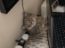 猫「狭いけど暖かいにゃ」強引にパソコンを押しのけて…