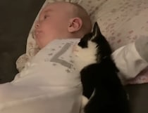 今年イチのほっこり大賞をあげたい♡ 赤ちゃんと添い寝したい子猫が可愛すぎ！