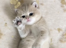 空中モミモミする子猫の動きが可愛すぎる！