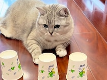 興味なさそうなのに見事に正解！ 猫さんの集中力がすごすぎた