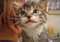 なんでもお返事してくれる子猫、楽しくて質問攻めしちゃう！