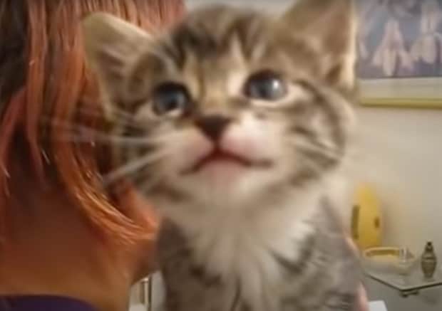 なんでもお返事してくれる子猫、楽しくて質問攻めしちゃう！