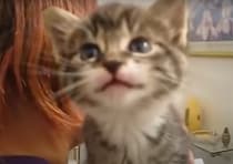 なんでもお返事してくれる子猫、楽しくて質問攻めしちゃう！