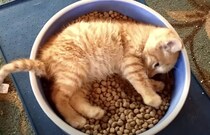 モグモグ、スヤスヤ…キャットフードをベッドにしちゃう子猫