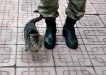 右、左っ！行進の真似をする可愛い子猫