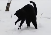 雪が大好きな黒猫、走り回って大はしゃぎ！