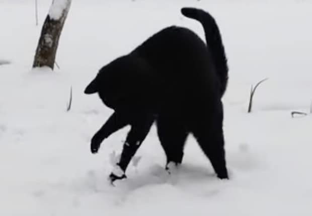 雪が大好きな黒猫、走り回って大はしゃぎ！