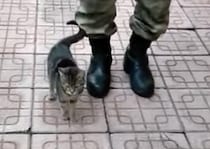 右、左っ！行進の真似をする可愛い子猫