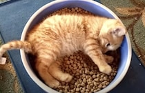 モグモグ、スヤスヤ…キャットフードをベッドにしちゃう子猫